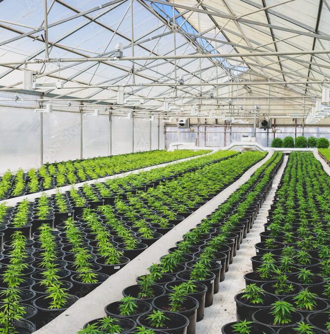 Cannabis & Insurance