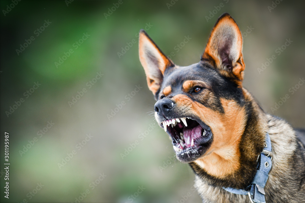 DOG INSURANCE: THREE BITES, WHICH COVERED?